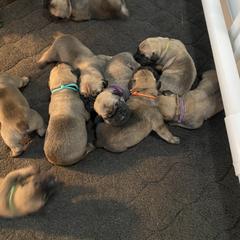 Orange - Boerboel puppy in Chico, California from Rivers Edge Boerboels