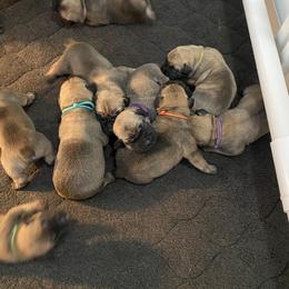 Orange - Boerboel puppy in Chico, California from Rivers Edge Boerboels