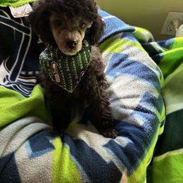 Sophia - Silver female Poodle puppy in Burien, Washington from South Sound Doodles