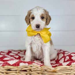 Toffee - Yellow Collar - Parti female Goldendoodle puppy in The Woodlands, Texas from Golden Fields Doodles