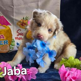 JABA - Red merle male Australian Shepherd puppy in Smithfield, Utah from Invictus Farms