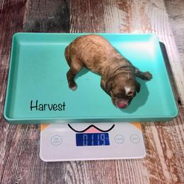 Harvest - Red and white female Cockapoo puppy in Hermiston, Oregon from Columbia River Cockapoos