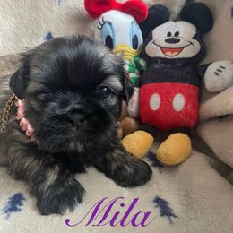 Mila - Red female Shih Tzu puppy in Hemet, California from Aloha Shih Tzu