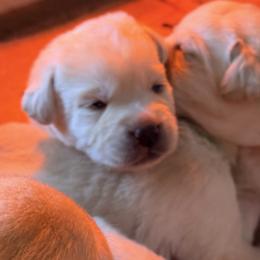 Male 3 - Yellow male Labrador Retriever puppy in Hoosick Falls, New York from Findaway Labradors