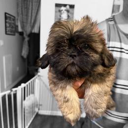 Boy 2 - Black and tan male Shih Tzu puppy in Milford, Delaware from Spunky Shih-Tzus Delaware (Spunky Shih-Tzus)