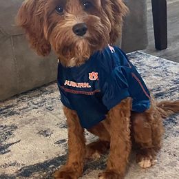 Cavapoo and Portuguese Water Dog All Grown Up from Gulf Coast Puppies