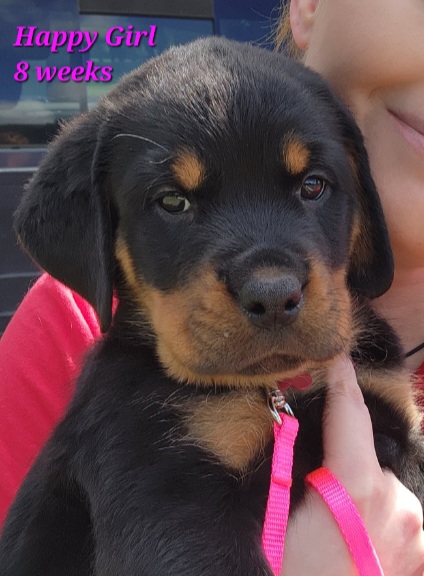 Happy Girl 💗 - Black and tan Rottweiler puppy in Stanton, Tennessee from Bonnie and Clyde Rottweilers LLC