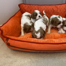 Cavalier King Charles Spaniel Puppies from Cavalier Castle