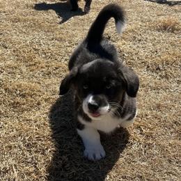 Dove - Black and white female American Corgi puppy in Temple, Texas from Silver Moon Cardigan Corgis