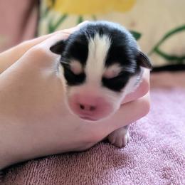 Pomsky Puppies from Nebula Ranch Pomskies