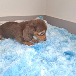 Remmy - Chocolate and tan female Dachshund puppy in Magnolia, Texas from Carrie’s Countryside Dachshunds
