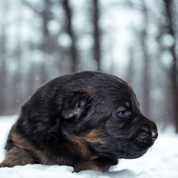 Summit - Black and red male German Shepherd puppy in Lexington, Virginia from Buffelbach Farmstead Shepherds
