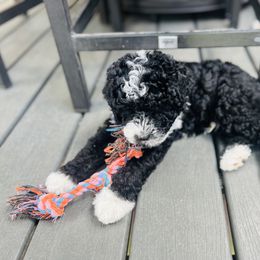 Sheepadoodle Puppies from Downriver Doodles