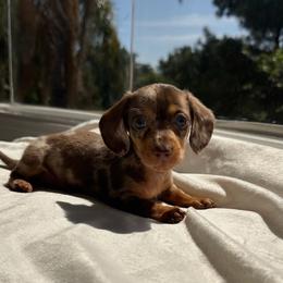 Nash - Dapple male Dachshund puppy in San Diego, California from Enchanted little dachshunds