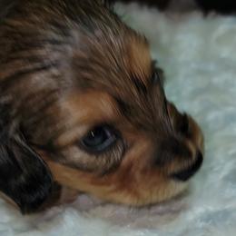 Dachshund Puppies from CLARK'S BREEDING PROGRAM