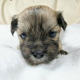 Haymitch - Brown male Lhasa Apso puppy in Jefferson, New York from Absolute Lhasa Love