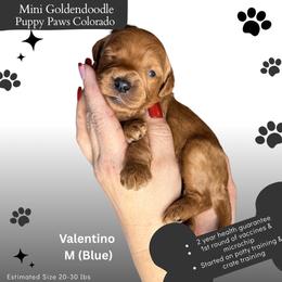 Valentino - Red  male Goldendoodle puppy in Fort Lupton, Colorado from Puppy Paws Colorado