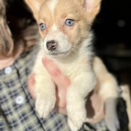 Light red Merle - Red merle and white female American Corgi puppy in Clinton, Tennessee from High Hopes Hounds