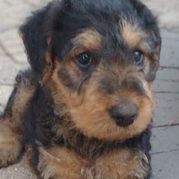 Boy 1 - Airedale Terrier puppy in St. Cloud, Minnesota from RegalAire Kennels