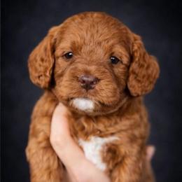 One - Red  male Goldendoodle puppy in Phoenix, Arizona from Doodles of the Desert