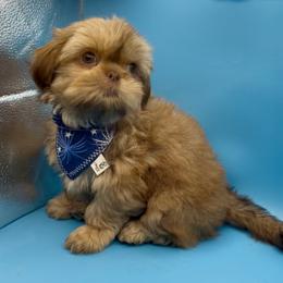Amber- orange collar - Chocolate and tan female Shih Tzu puppy in Clarksburg, West Virginia from Pilgrim Shih tzu