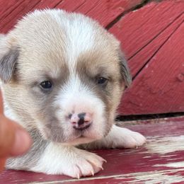 Andrew - Sable and white male American Corgi puppy in Preston, Idaho from KC Bar