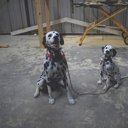 Dalmatian Puppies from Sublime Dalmatians