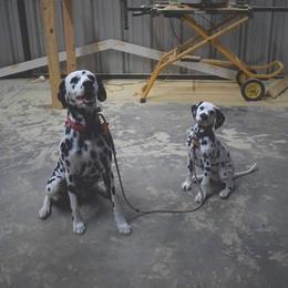 Dalmatian Puppies from Sublime Dalmatians