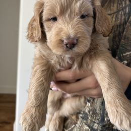 Chubs - Cream male Aussiedoodle puppy in Tolar, Texas from Massey Ranch