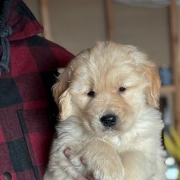 Blue Boy - Golden Golden Retriever puppy in Honeyville, Utah from Chizan Goldens