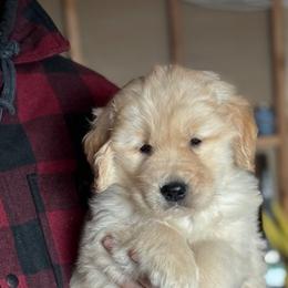 Blue Boy - Golden Golden Retriever puppy in Honeyville, Utah from Chizan Goldens