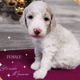 Poodle Puppies from Athena Smiles Standard Poodles