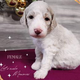 Poodle Puppies from Athena Smiles Standard Poodles