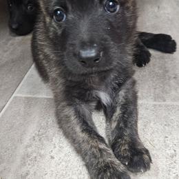 Purple collar - Black brindle male Dutch Shepherd puppy in Howey In The Hills, Florida from MAC K9 Dutch Shepherds