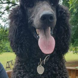 Poodles from Caney Creek Kennel & Grooming