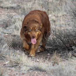 Jewel - Australian Shepherd