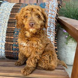 Edgar - Red  male Goldendoodle puppy in Hobbs, New Mexico from Goldie Locks Golden Retrievers & Doodles