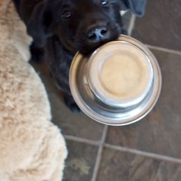 Labrador Retrievers from Radiance Labradors