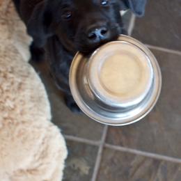 Labrador Retrievers from Radiance Labradors