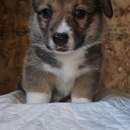 Labrador Retriever and Pembroke Welsh Corgi Puppies from Moonlight Kennels