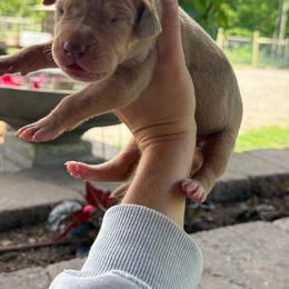 Light purple collar - Merle female Great Dane puppy in Corsica, Pennsylvania from Ferguson Family Danes LLC