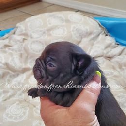 Boston Terrier and French Bulldog Puppies from Freedom Bostons