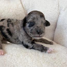 Valentino - Blue merle male Aussiedoodle puppy in Jackson, Tennessee from Dinah Doodles and Aussies