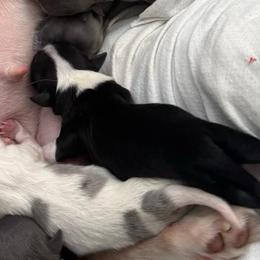 Girl 1 - Black and white female Chihuahua puppy in Brooklyn, Connecticut from Ladybug Chihuahuas