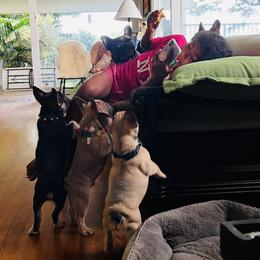 French Bulldog Puppies from Kuumaka Kanines