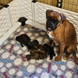 Jayda - Boxer