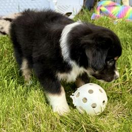 Boy 6 - male Miniature Australian Shepherd puppy in Molalla, Oregon from Yaw's Mini Aussies