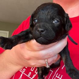 Luke (Black collar boy) - Phantom male Poodle puppy in Eagle Mountain, Utah from Liberty Farms Puppies