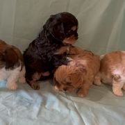 Cavachon Puppies from Cute, Colorado Cavachons