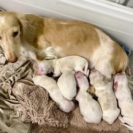 Girl 1 - Cream female Dachshund puppy in Poteau, Oklahoma from Sisters Dazzling Dachshunds